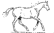 konie-cwal