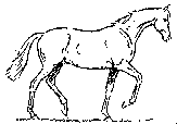 konie-klus