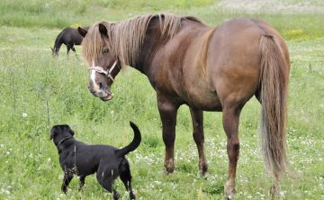 Koń i pies