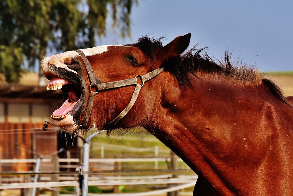 koń-śmiech-rżenie-shire