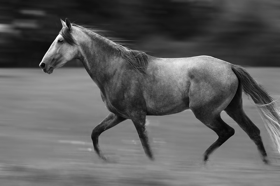 koń-andaluzyjski-cały-siwy-czarnobiałe