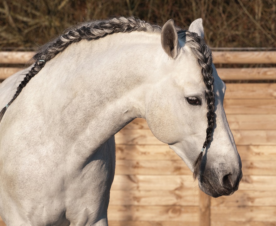 koń-andaluzyjski-głowa-siwy-warkocz