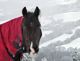 koń-czerwona-derka-zima-śnieg