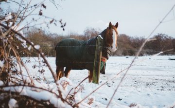 koń-kasztan-zima-śnieg