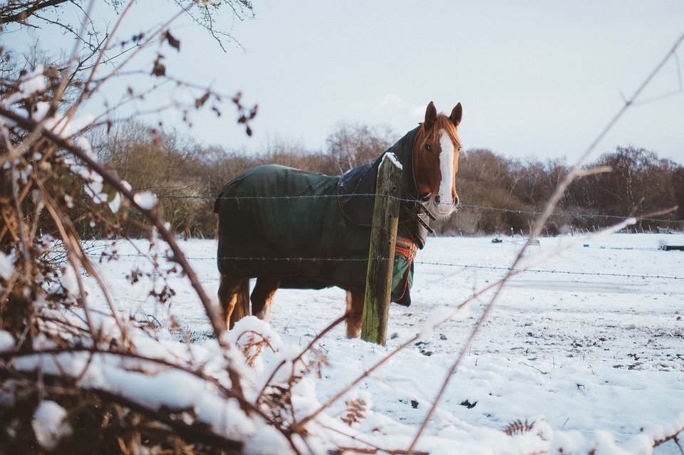 koń-kasztan-zima-śnieg