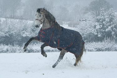 koń-zima-śnieg-derka