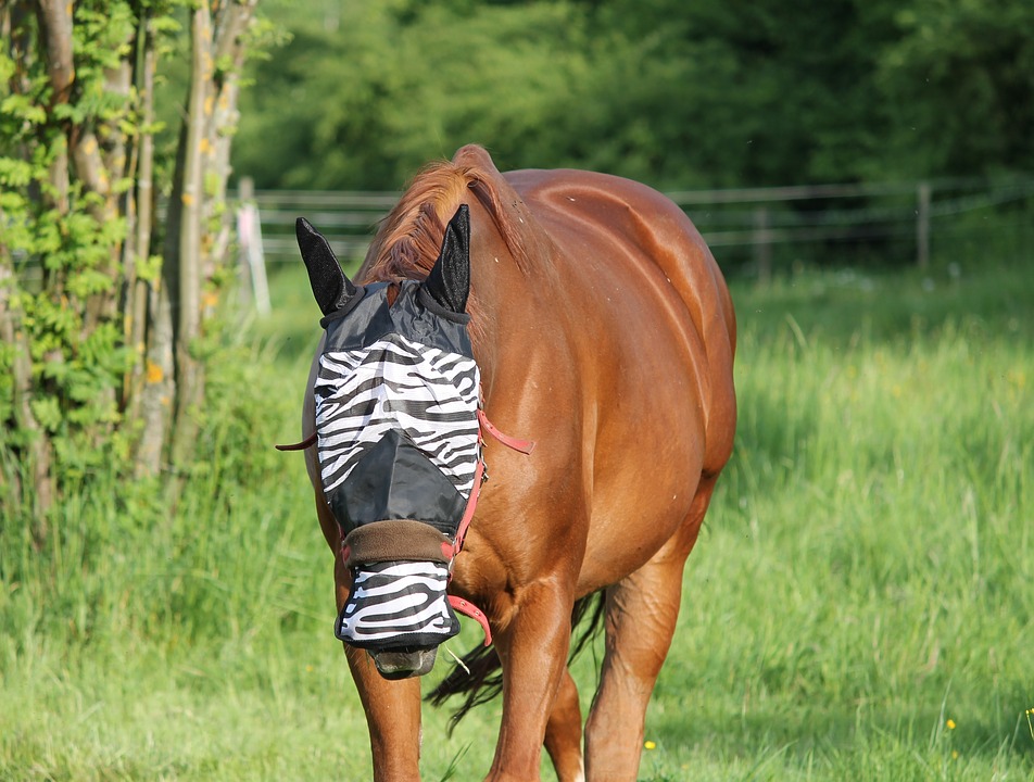 koń-kasztan-maska-zebra