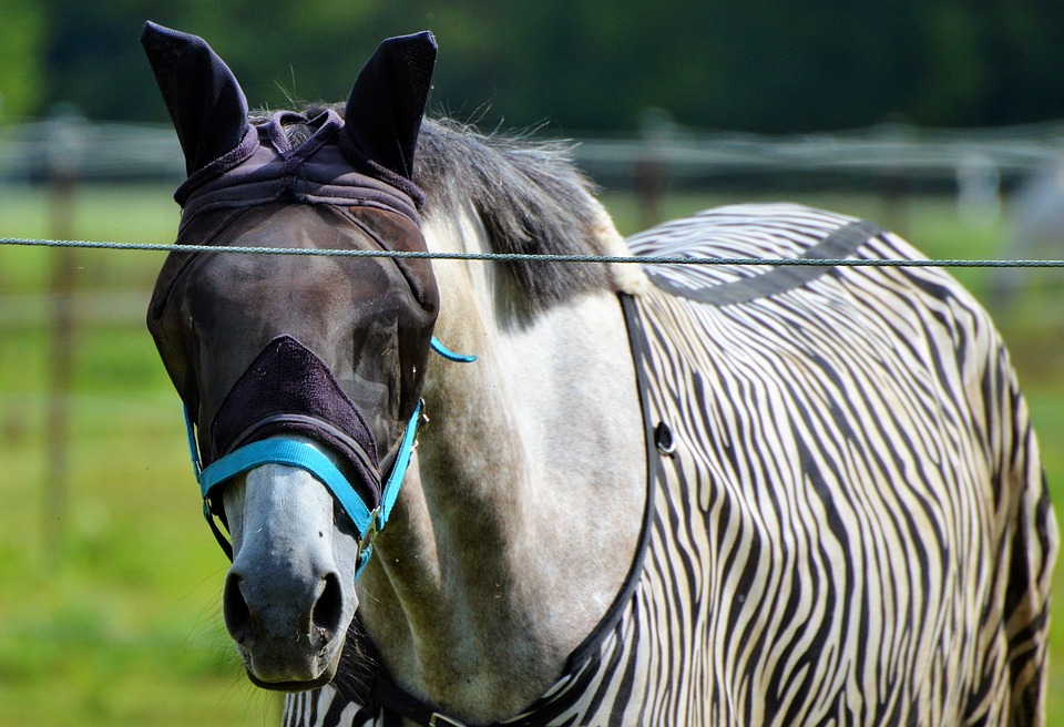 koń-siwy-derka-zebra-maska