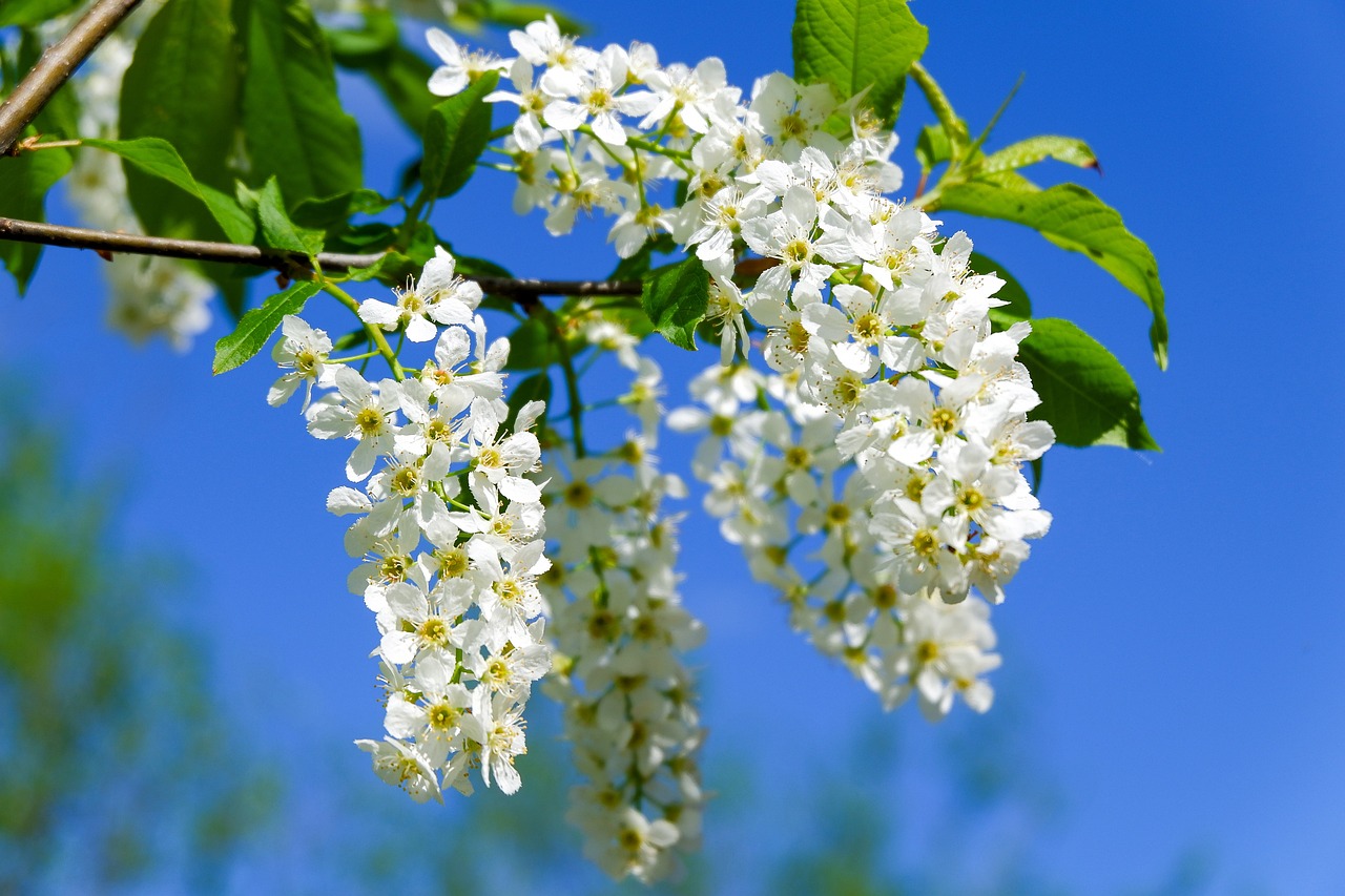 bird-cherry-tree-6288557_1280